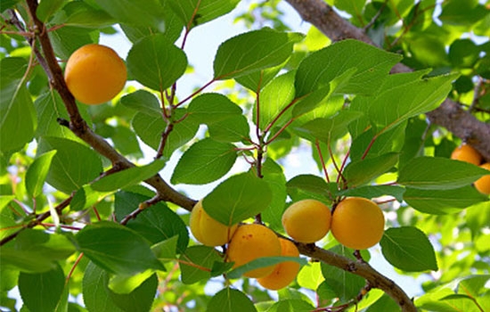 立夏吃個(gè)杏，到老沒有病