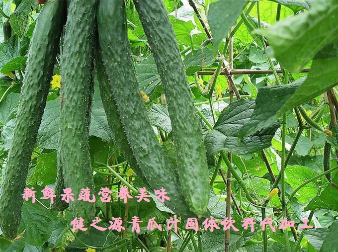 青瓜的六大營養(yǎng)價值，你知道嗎？